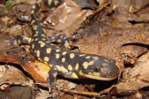 東部虎斑鈍口螈