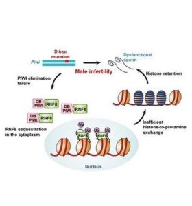 惰性基因 惰性基因