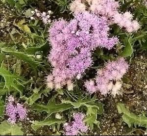 尾尖風毛菊 尾尖風毛菊