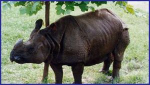 印度犀(獨角犀) 印度犀(獨角犀)