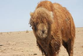 木壘長眉駝 木壘長眉駝