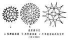 柱狀四胞藻 柱狀四胞藻