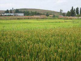 煙墩坡村 煙墩坡村