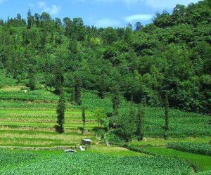 泡竹林自然村 泡竹林自然村