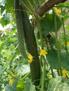 黃瓜早衰症 黃瓜早衰症