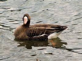白額雁太平洋亞種 白額雁太平洋亞種