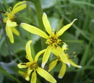 菱苞橐吾 菱苞橐吾