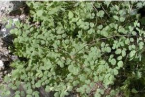 狹序唐松草 狹序唐松草