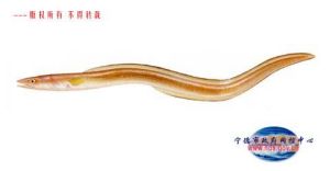 星康吉鰻 星康吉鰻