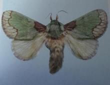 線斑觸齧 線斑觸齧