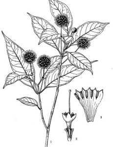 海南槽裂木 海南槽裂木