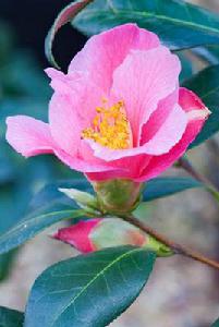 小鈴鐺[山茶屬栽培品種]