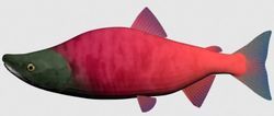紅鮭魚