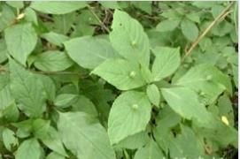 窄葉青莢葉 窄葉青莢葉