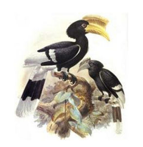 白腿噪犀鳥 白腿噪犀鳥