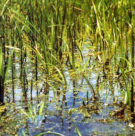 小黑三棱 小黑三棱