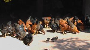 發展重點 畜牧業