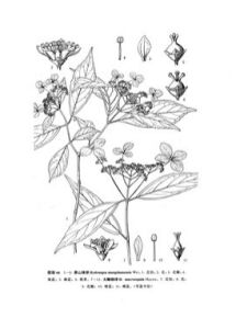 上思繡球 上思繡球