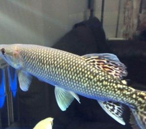 鑽石火箭魚 鑽石火箭魚