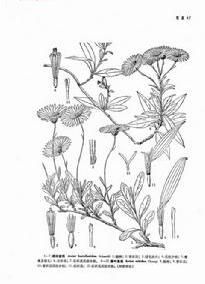 橫斜紫菀 橫斜紫菀