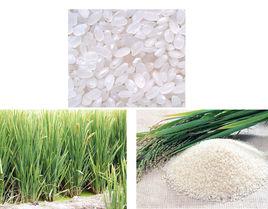 柏各莊大米 柏各莊大米