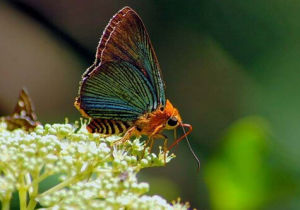 大傘弄蝶 大傘弄蝶