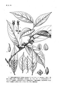 絨毛山胡椒（原變種）