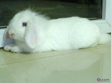 非標準荷蘭垂耳兔特徵 - 頭部毛髮過長