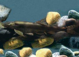 黃河高原鰍 黃河高原鰍