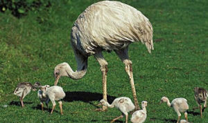 美洲鴕鳥屬 美洲鴕鳥屬