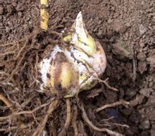 成熟的百合種球