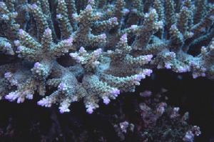 兩叉軸孔珊瑚
