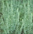 膜葉荊芥 膜葉荊芥