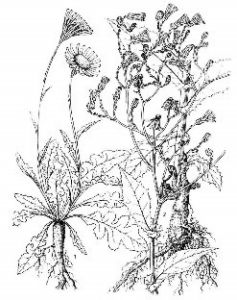 單頭乳苣 單頭乳苣