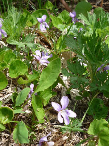 東部臭菘草 東部臭菘草