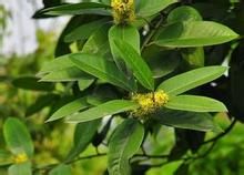 闊葉冬青 闊葉冬青