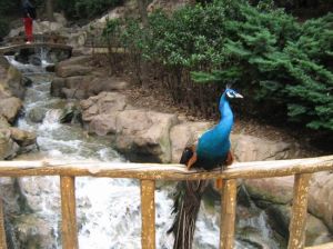 鳥語林自然風景區 鳥語林自然風景區