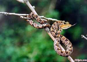 中國十大著名毒蛇