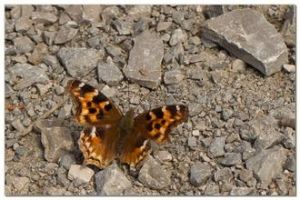 白矩朱蛺蝶 白矩朱蛺蝶