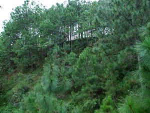 阿克莊村 阿克莊村