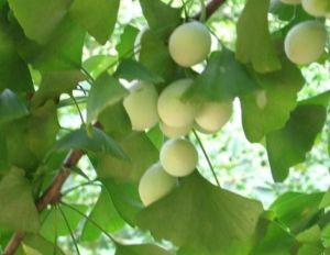 新村銀杏園 新村銀杏園