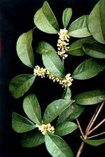 桂[木犀科植物]