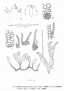 長刺帶葉苔 長刺帶葉苔