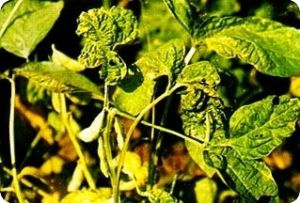 大豆頂枯病 大豆頂枯病