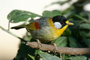 銀耳相思鳥 銀耳相思鳥