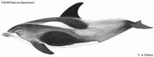 白喙斑紋海豚