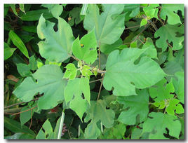 漸尖榆綠木 漸尖榆綠木