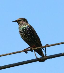 紫翅地鳩 紫翅地鳩