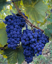 Sangiovese Sangiovese