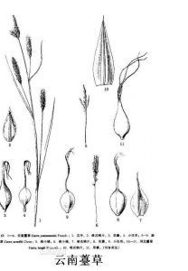 雲南薹草 雲南薹草